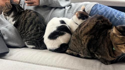 眠っている猫と男性