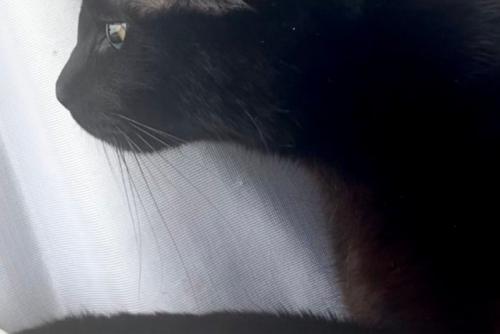 窓辺でくつろぐ黒猫の目元