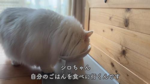テロップ「シロちゃん自分のごはんを～」