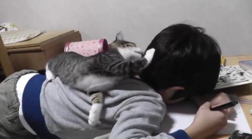 男の子の背中に乗っている子猫