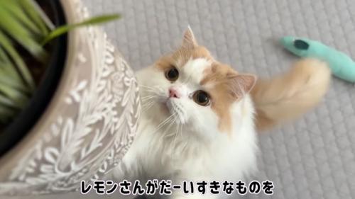 だーいすきなものを