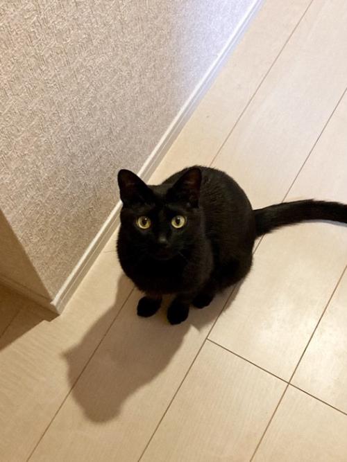 目を丸くして見つめる黒猫