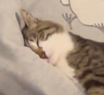 飼い主の腕の中で幸せそうな表情を浮かべる猫