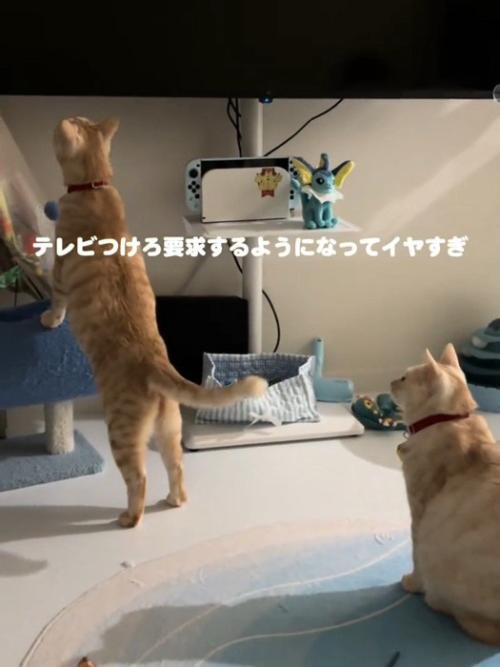 立ち上がる猫