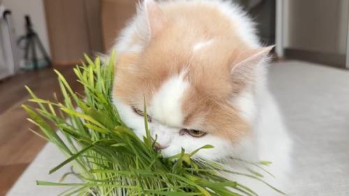 かぶりつく姿のドアップ