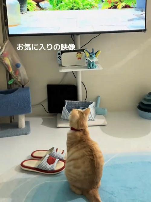 座ってテレビを見る猫の背中
