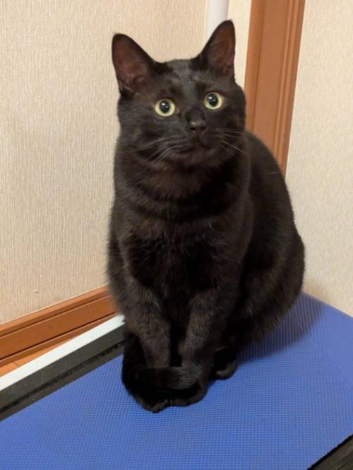お座りする猫