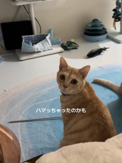 振り向く猫