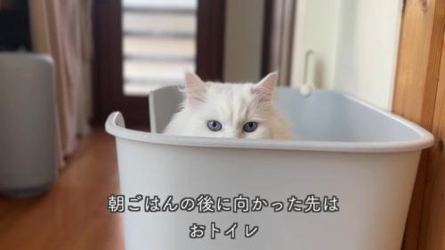 テロップ「朝ごはんの後に～」