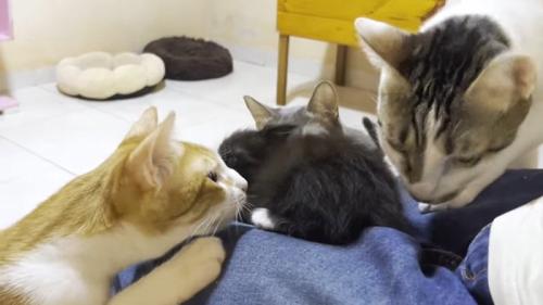 膝の上のネネちゃんに集合