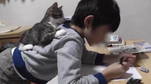 男の子の背中に乗っている子猫
