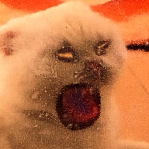 モンスターのような猫