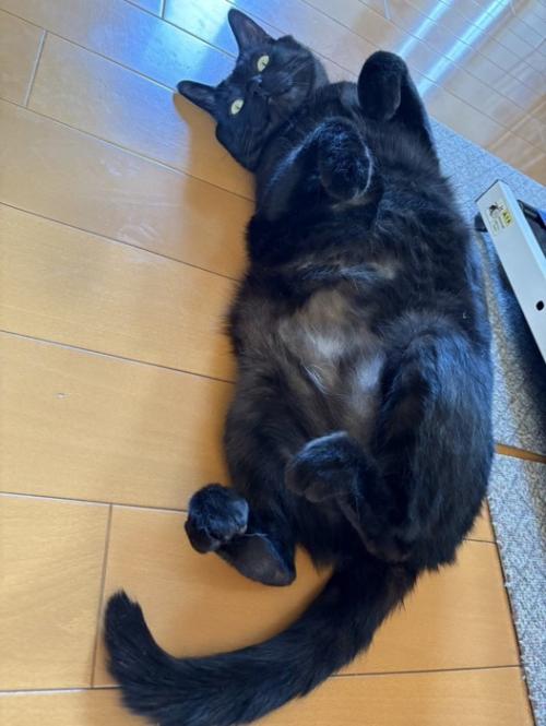 仰向けの成猫