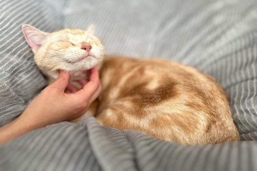 アゴを撫でられて気持ちよさそうにしている猫