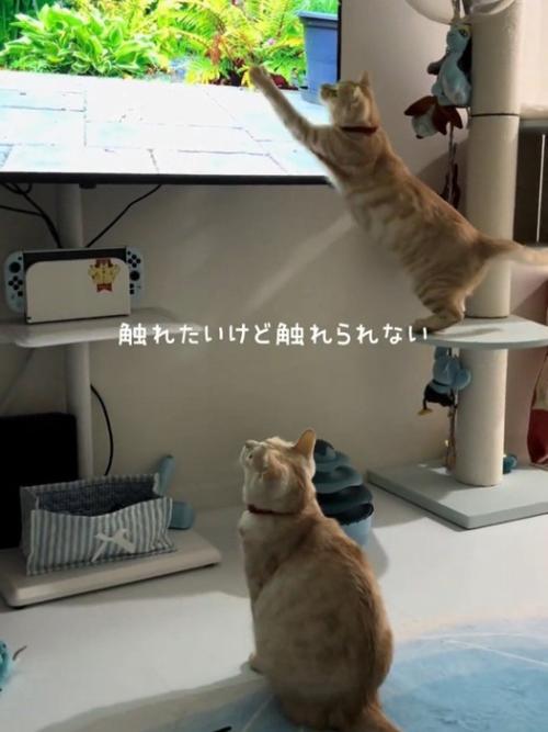 テレビにパンチする猫