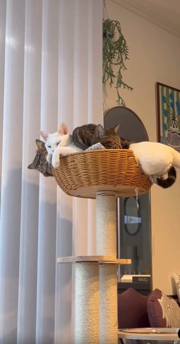 キャットタワーにいる猫