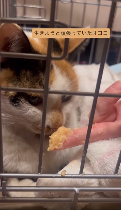 ペーストを嗅ぐ猫