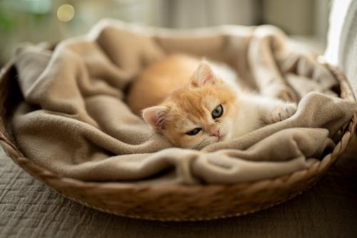 猫ベッド