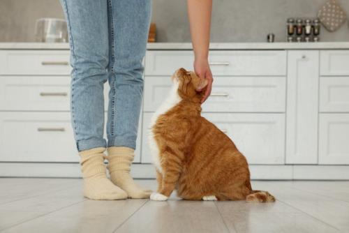足元に来た猫