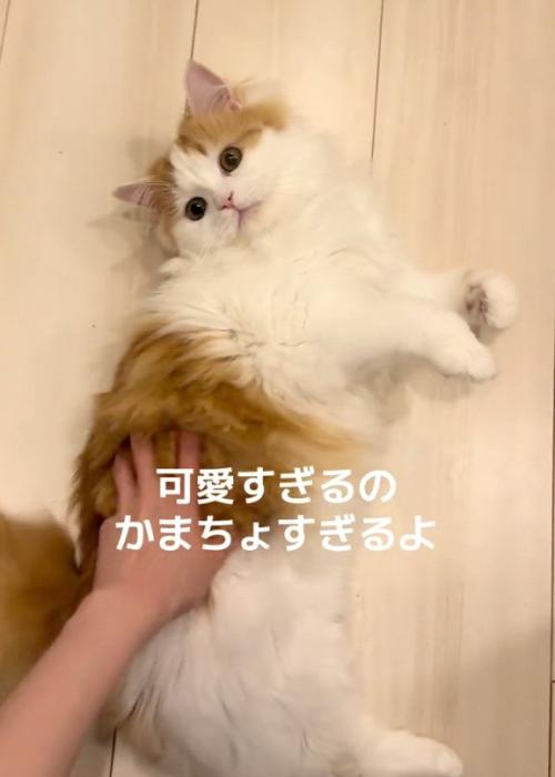 撫でられる猫