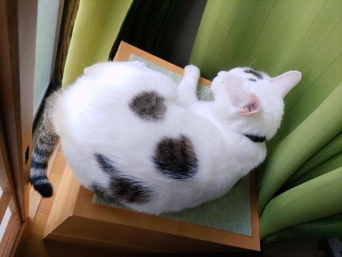 寝そべる猫の背中