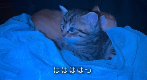 前を見つめる子猫
