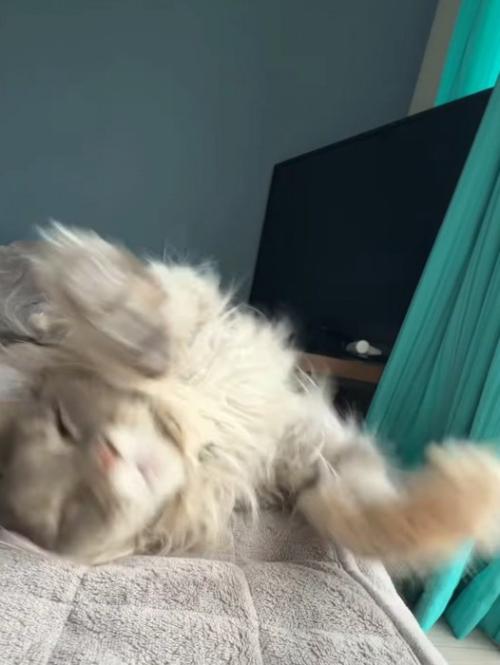 仰向けになる猫