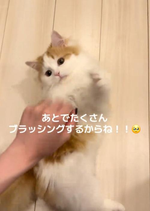 じゃれる猫