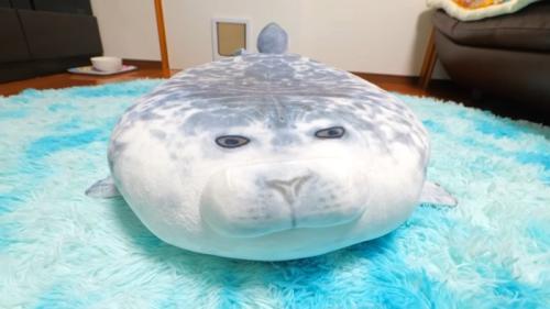 アザラシのアップ