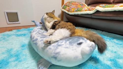 毛づくろい