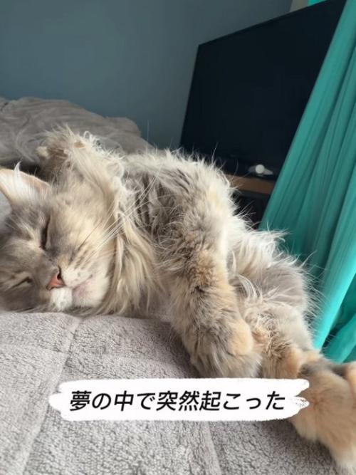 寝ている猫