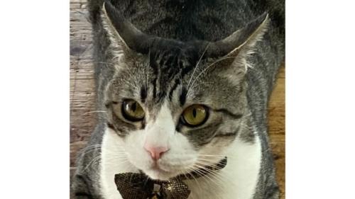 香箱座りしている猫