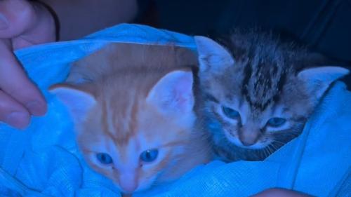 2匹の子猫