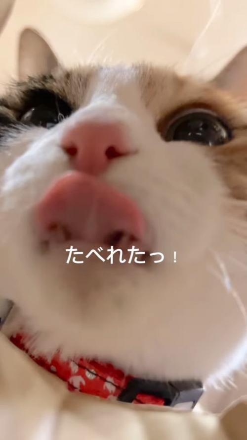 口の周りをなめる猫