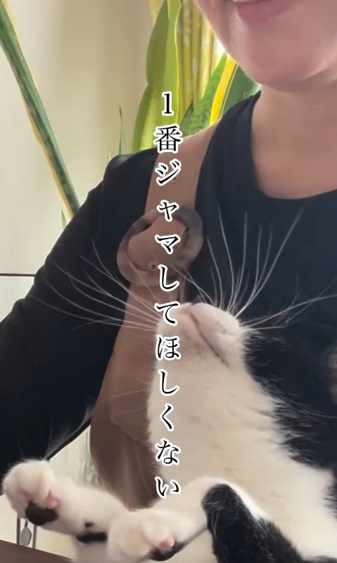 人の膝の上に乗っている猫