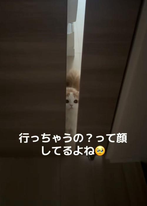 見上げる猫