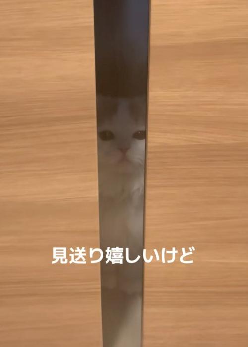 瞬きする猫