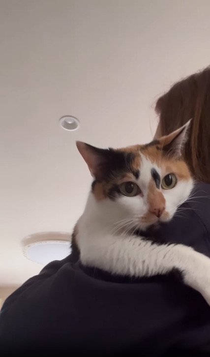 抱っこしてもらう猫
