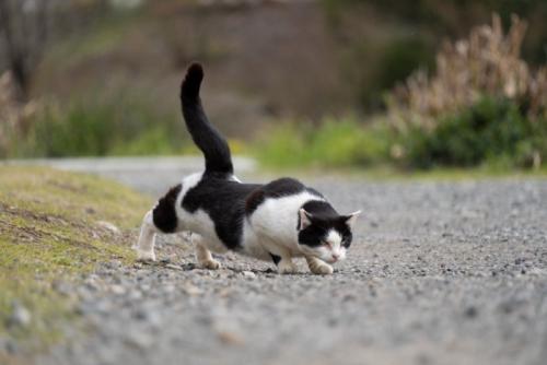 姿勢を低くして歩く猫