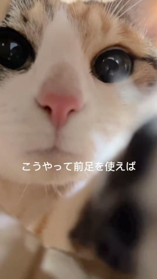 目を丸くして前足を伸ばす猫