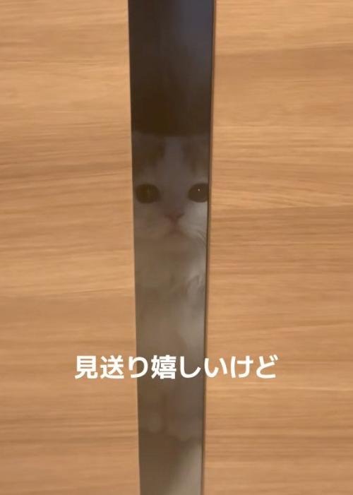 動かない猫