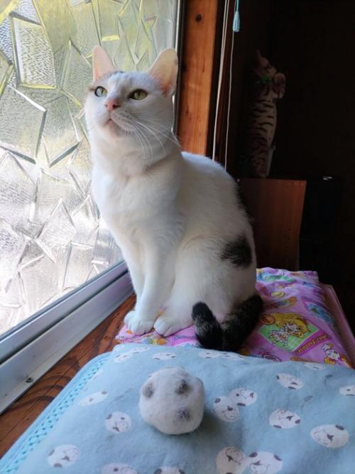 窓際でお座りする猫