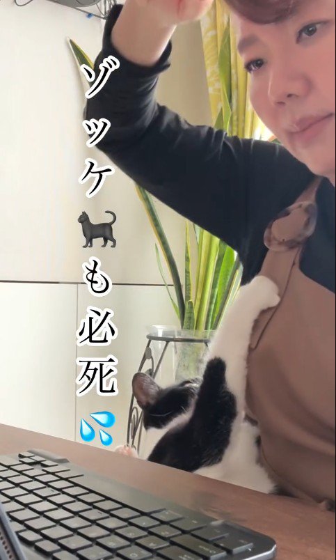 人の膝の上に乗っている猫