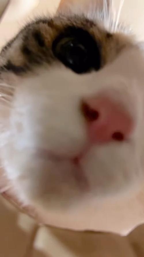 猫の顔