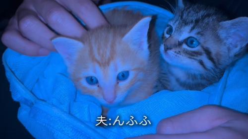 周囲を見る2匹の子猫2