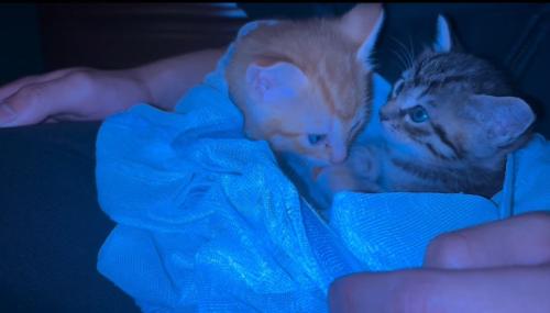 向かい合う2匹の子猫
