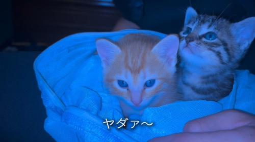 周囲を見る2匹の子猫