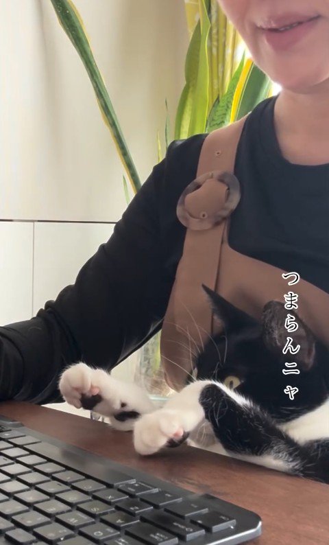 人の膝の上に乗っている猫