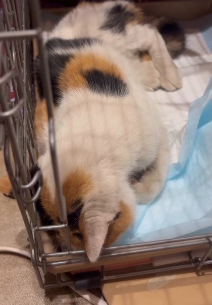 頭を下げる猫