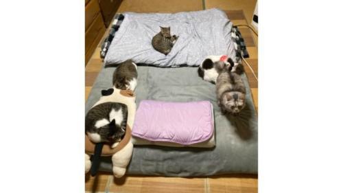 布団に集まる猫